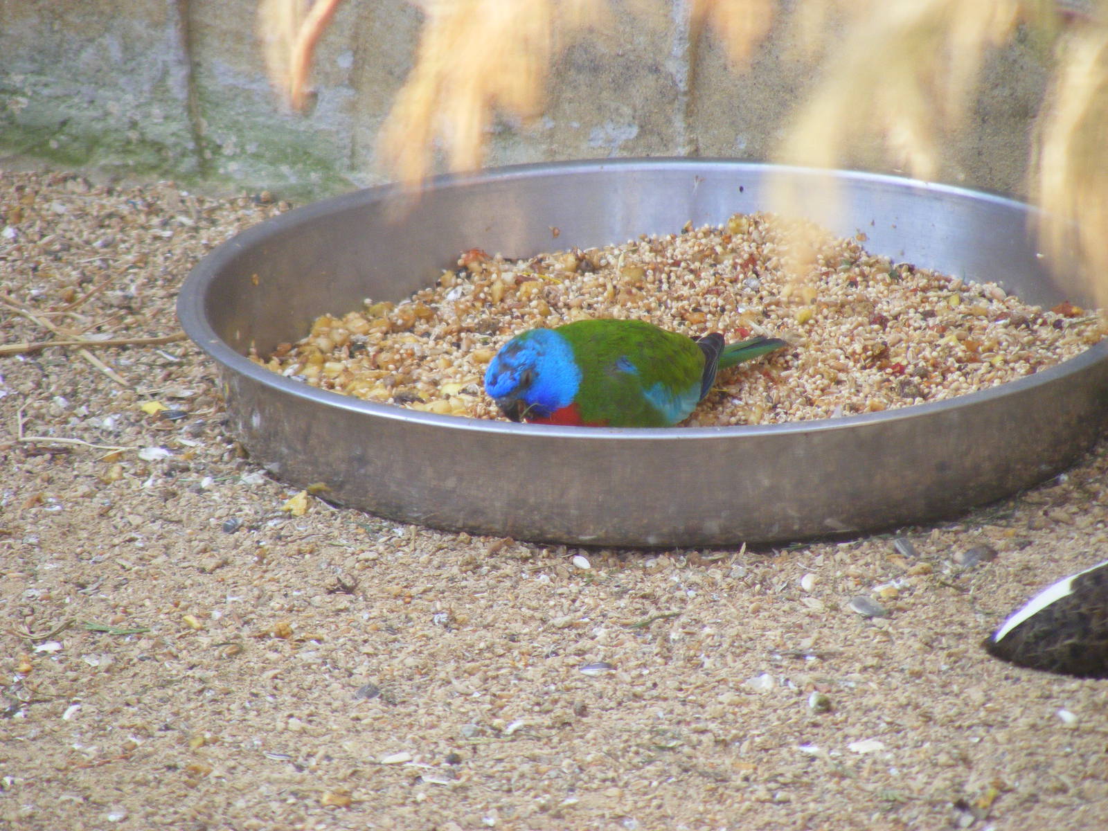 Splendid parakeet at Birdland, 22 April 2011