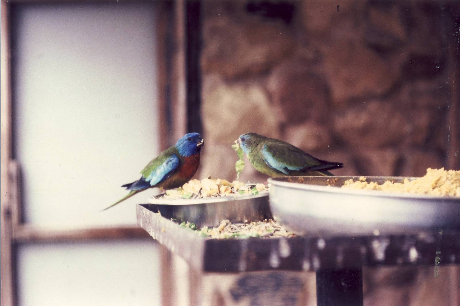 Splendid Parakeets Chester Zoo 13 June 1984