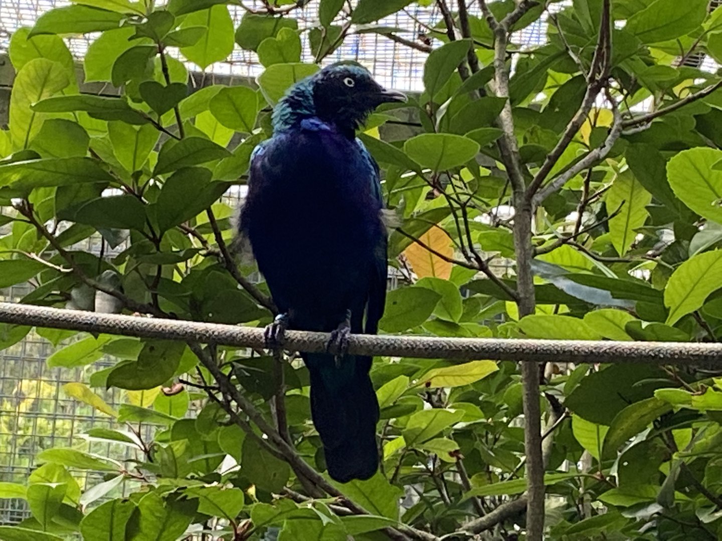 Splendid starling 061121