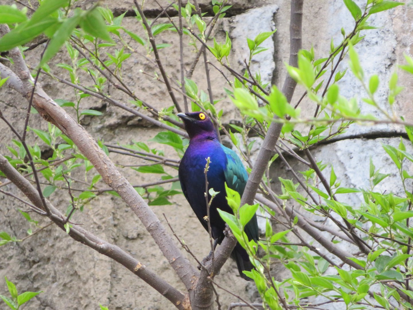 Splendid Starling (Lamprotornis splendidus)