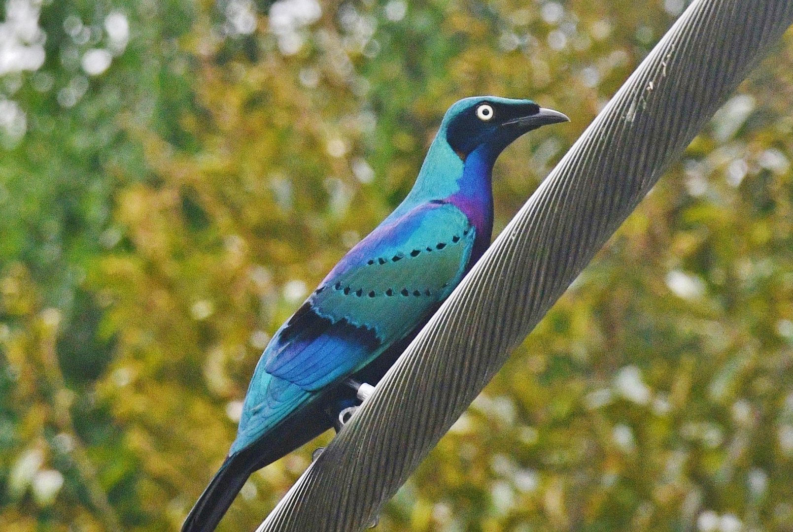 Splendid Starling (Lamprotornis splendidus)