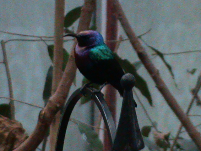 splendid sunbird 080112