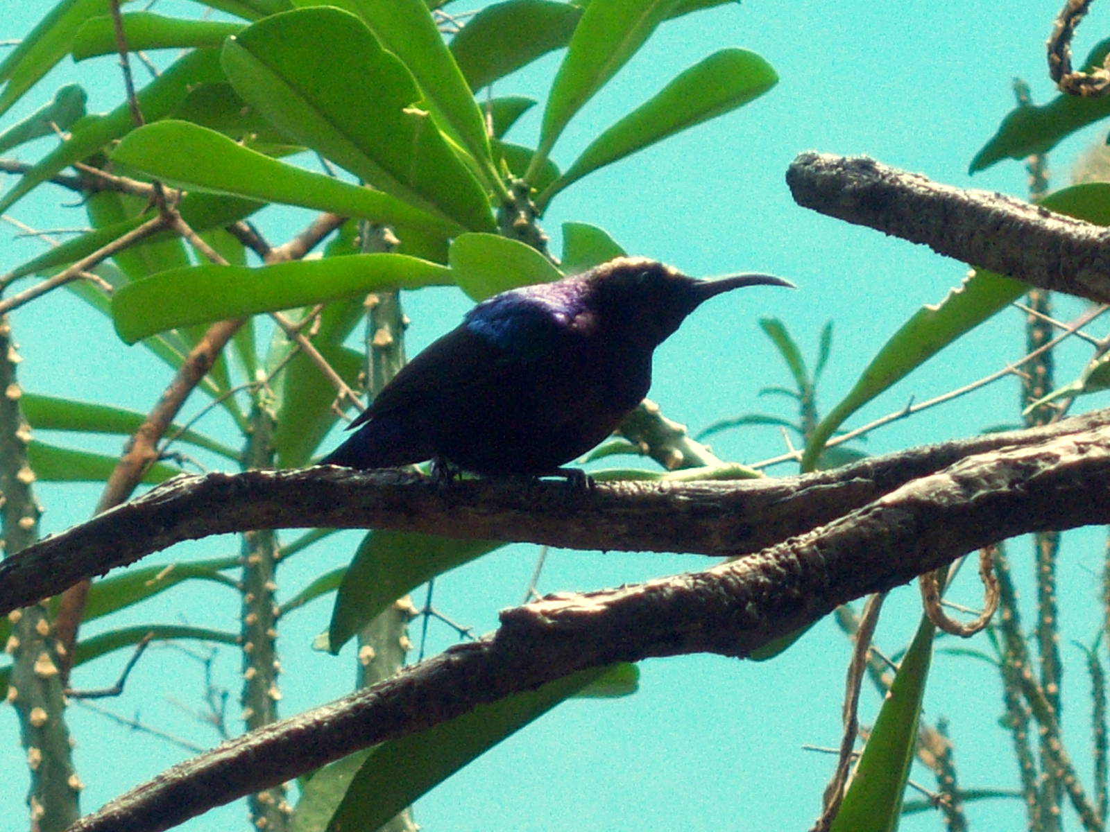 Splendid Sunbird - 2008