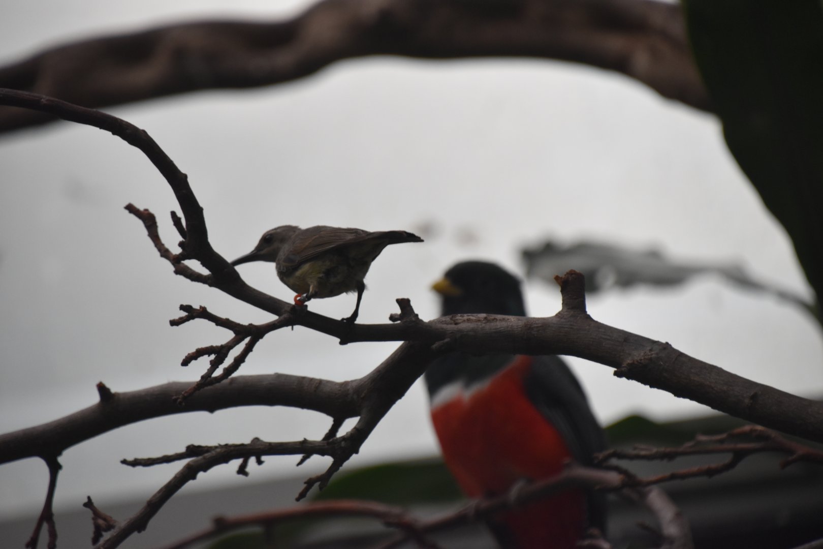 Splendid sunbird and Collared trogon
