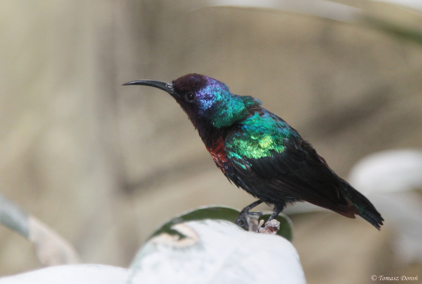 Splendid Sunbird (Cinnyris coccinigastrus) male