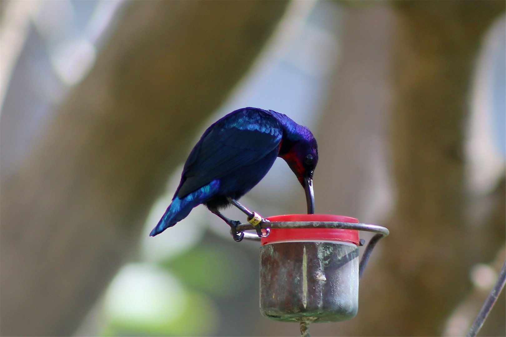 Splendid sunbird (Cinnyris coccinigastrus)