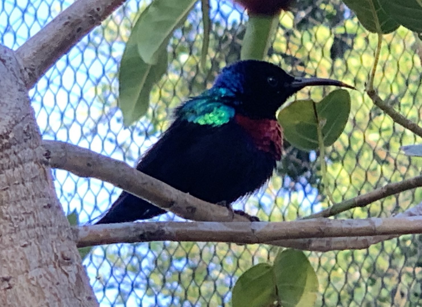 Splendid Sunbird (Cinnyris coccinigastrus)