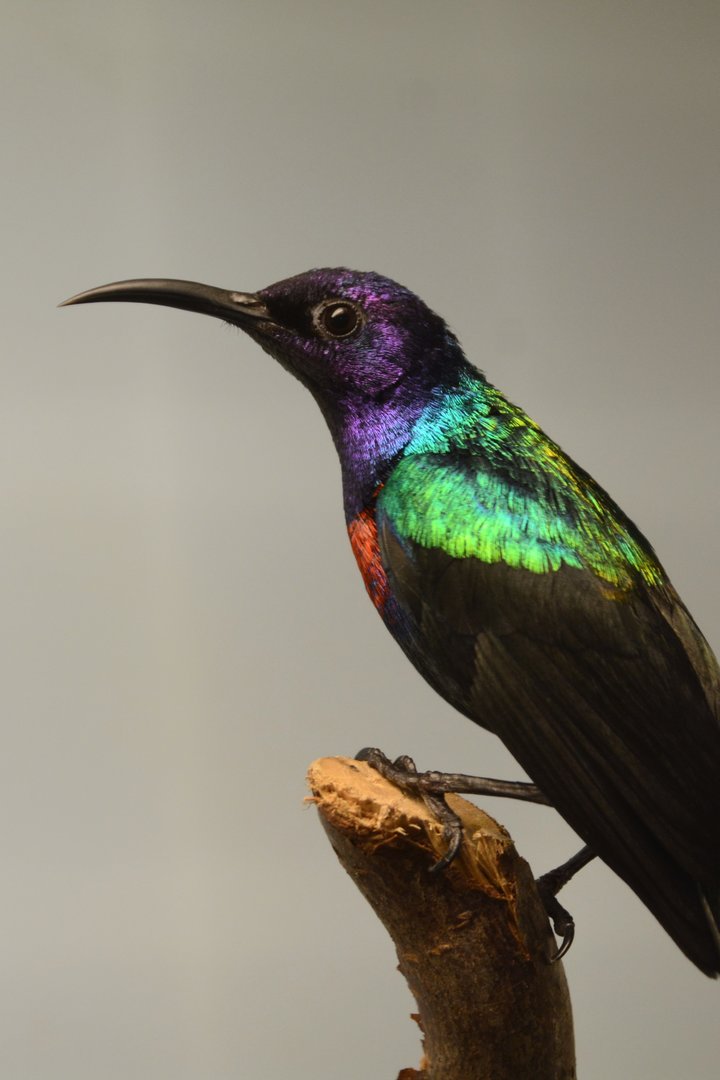 Splendid sunbird (Cinnyris coccinigastrus)