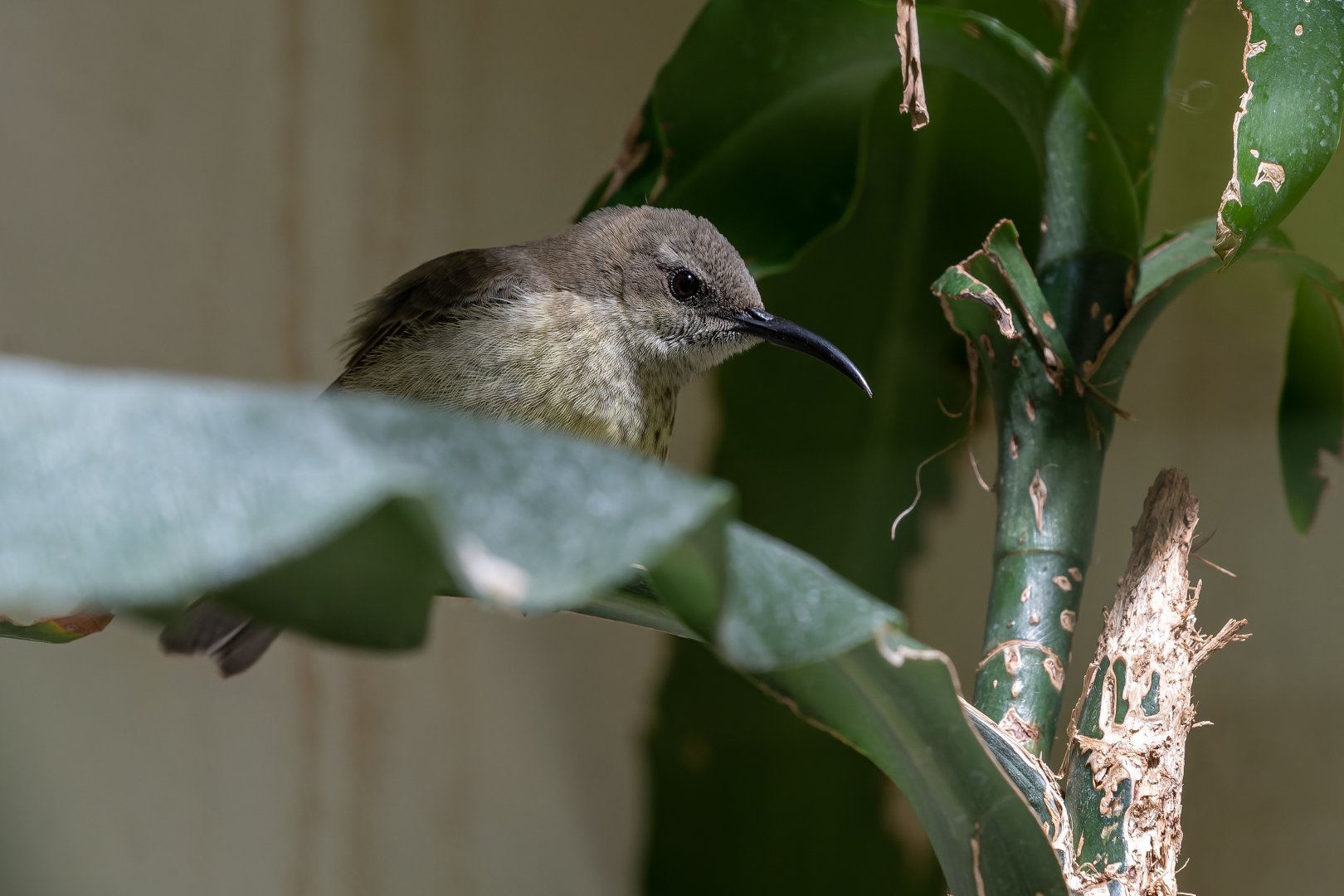 Splendid sunbird (Cinnyris coccinigastrus)