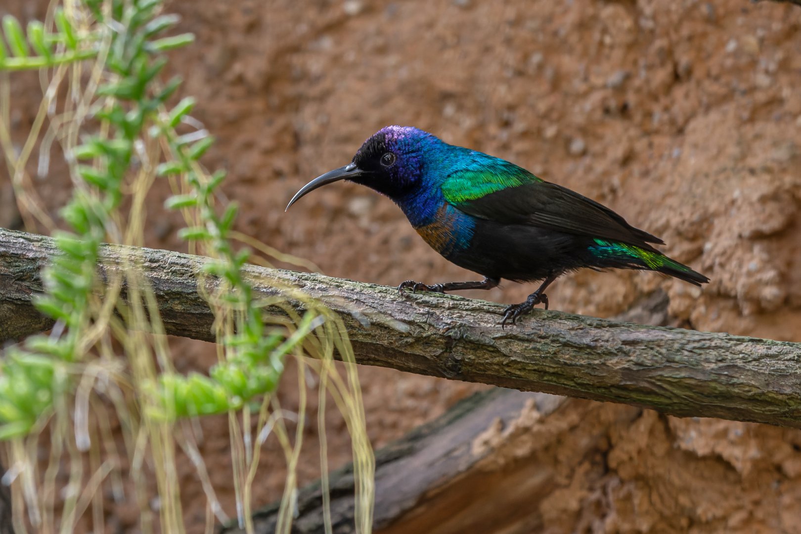 Splendid sunbird (Cinnyris coccinigastrus)