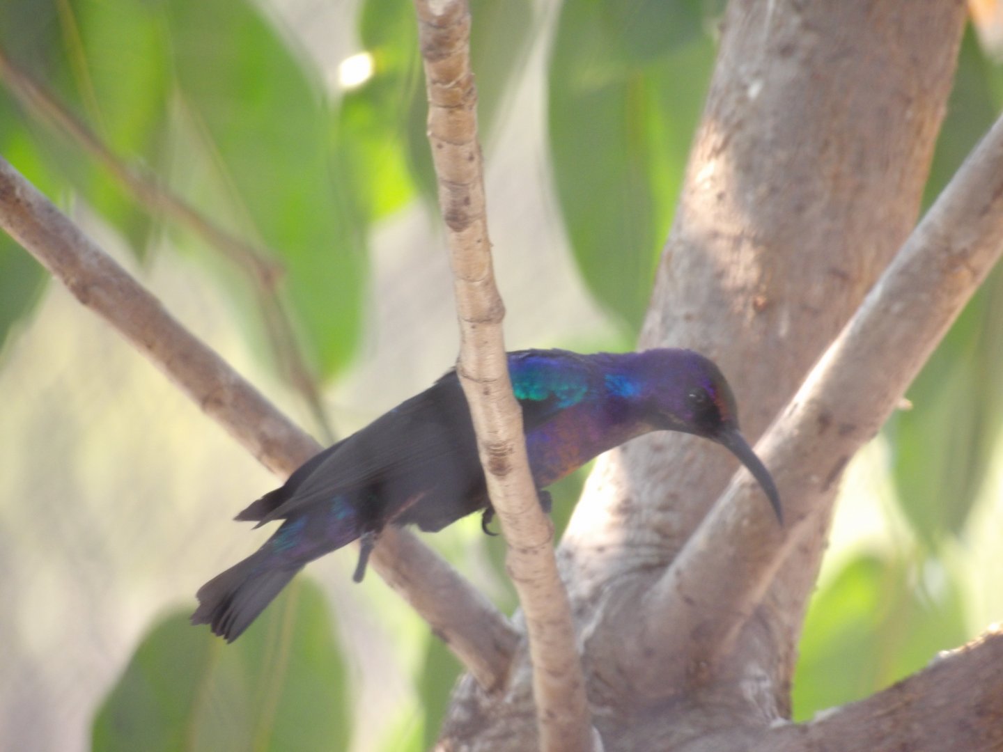 Splendid Sunbird(Cinnyris coccinigastrus)