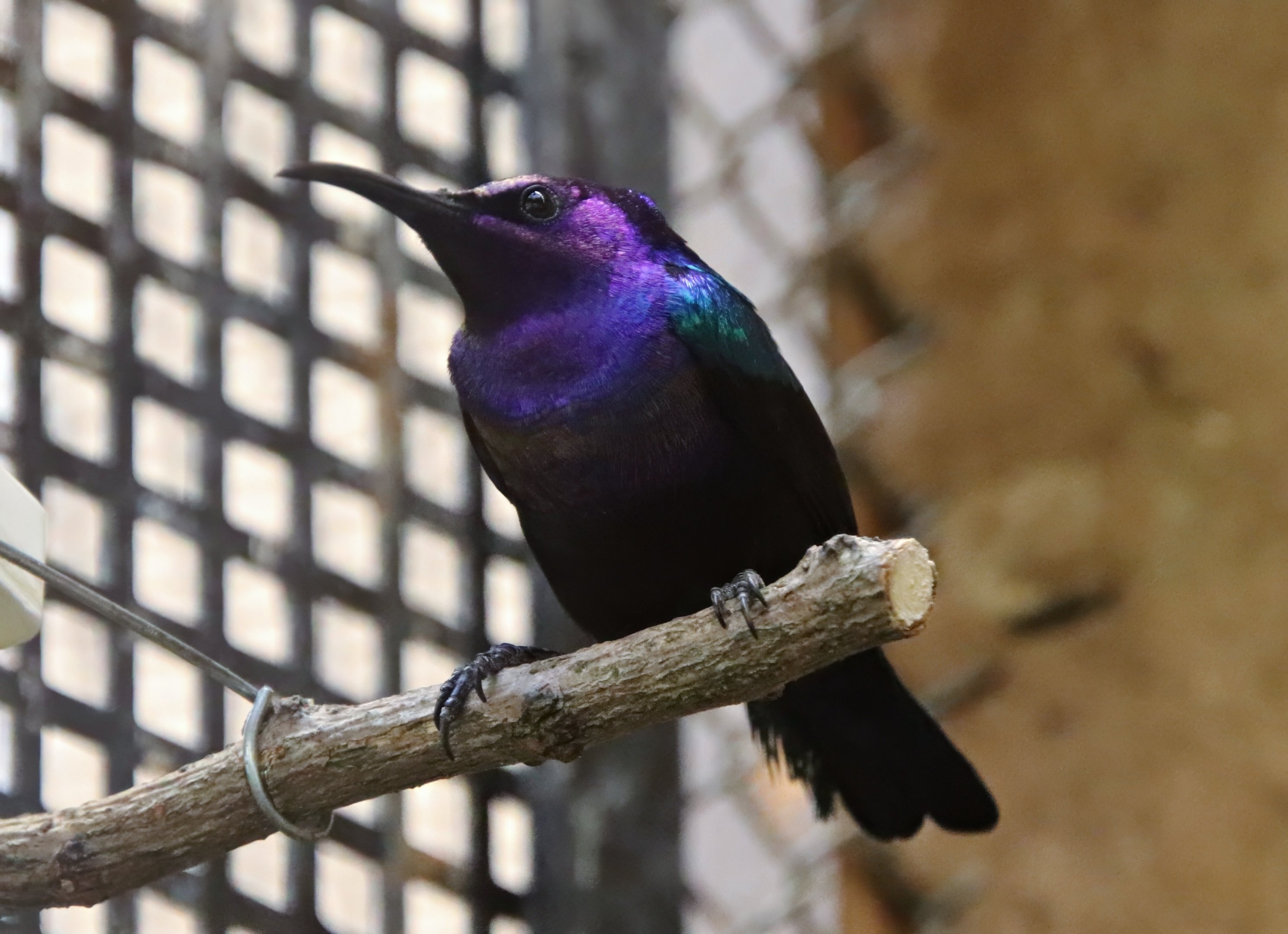 Splendid sunbird (Cinnyris coccinigastrus)