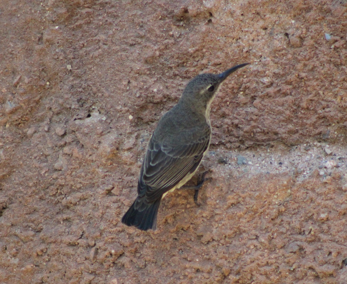 Splendid Sunbird (Cinnyris coccinigastrus)