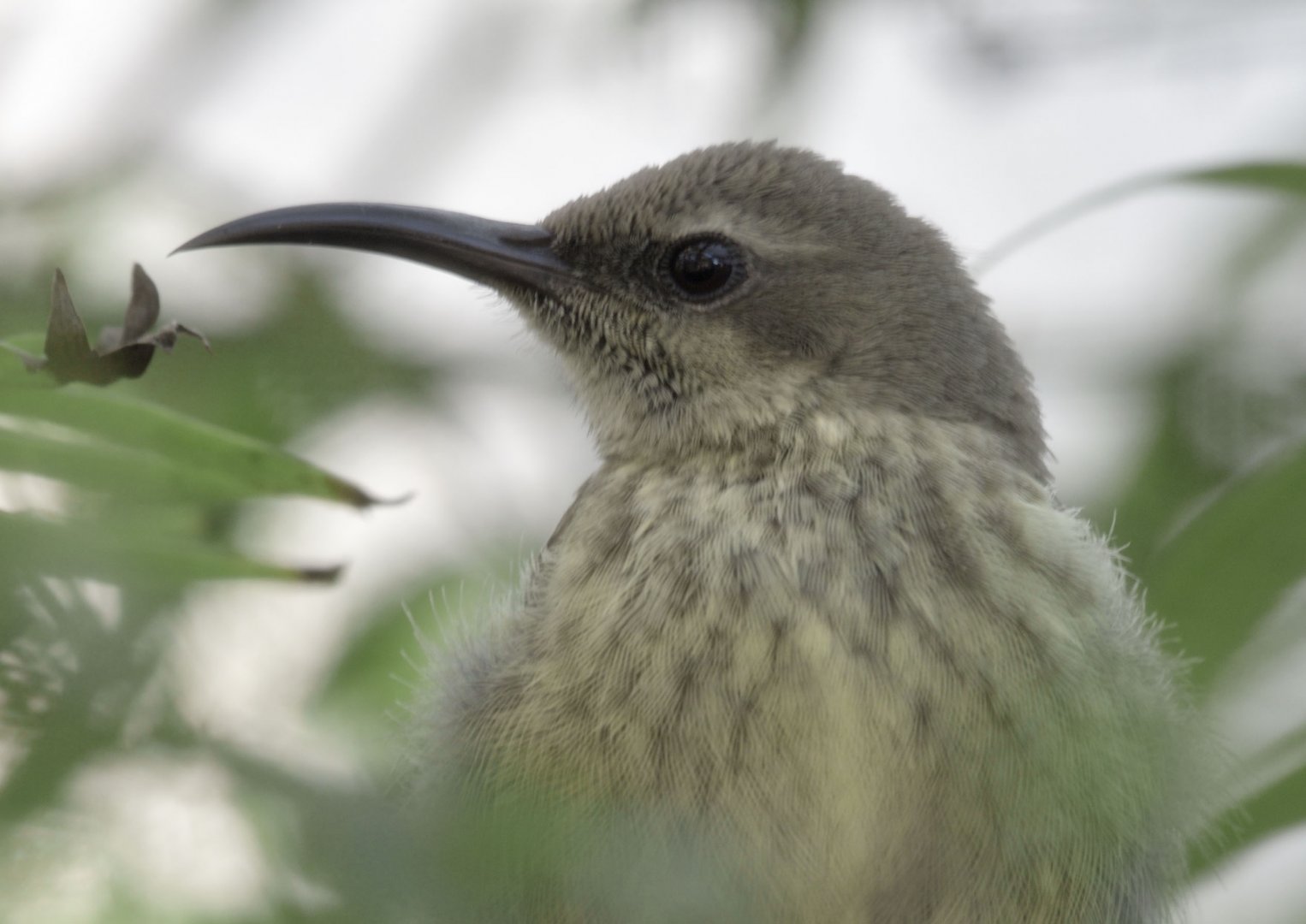 Splendid sunbird female