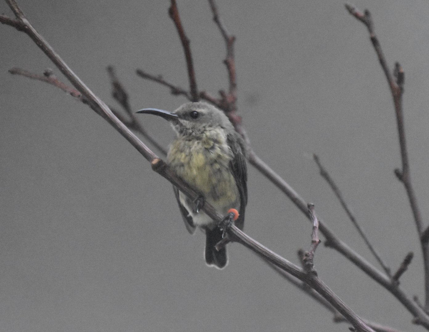 Splendid sunbird female