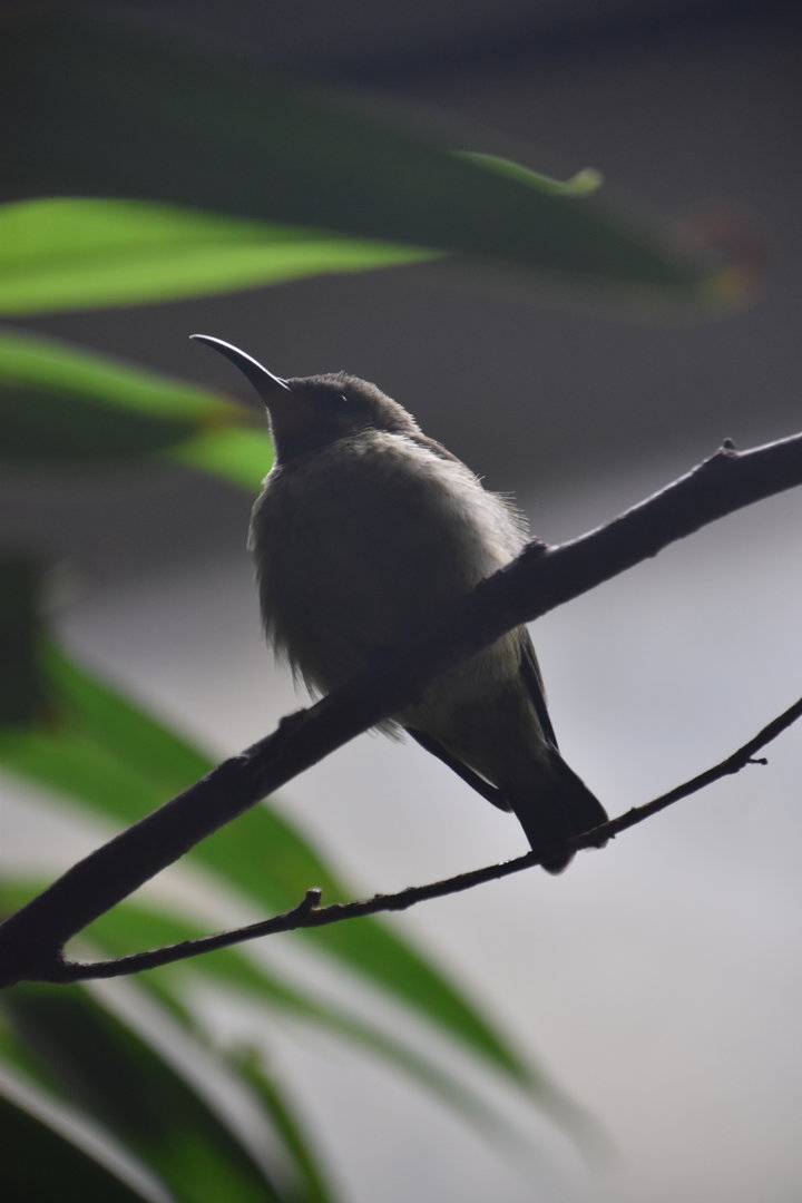 Splendid sunbird female
