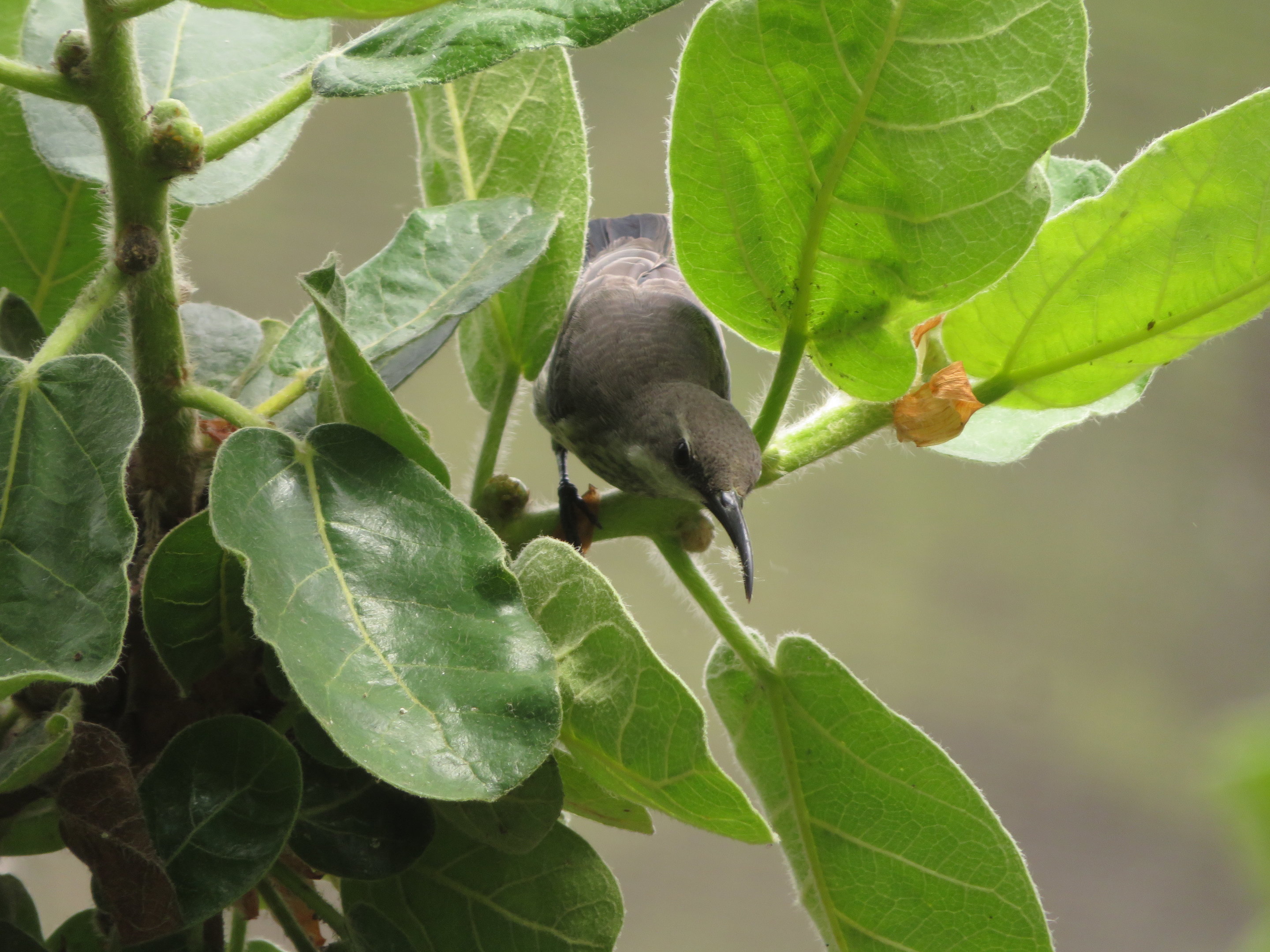 Splendid Sunbird (Female)
