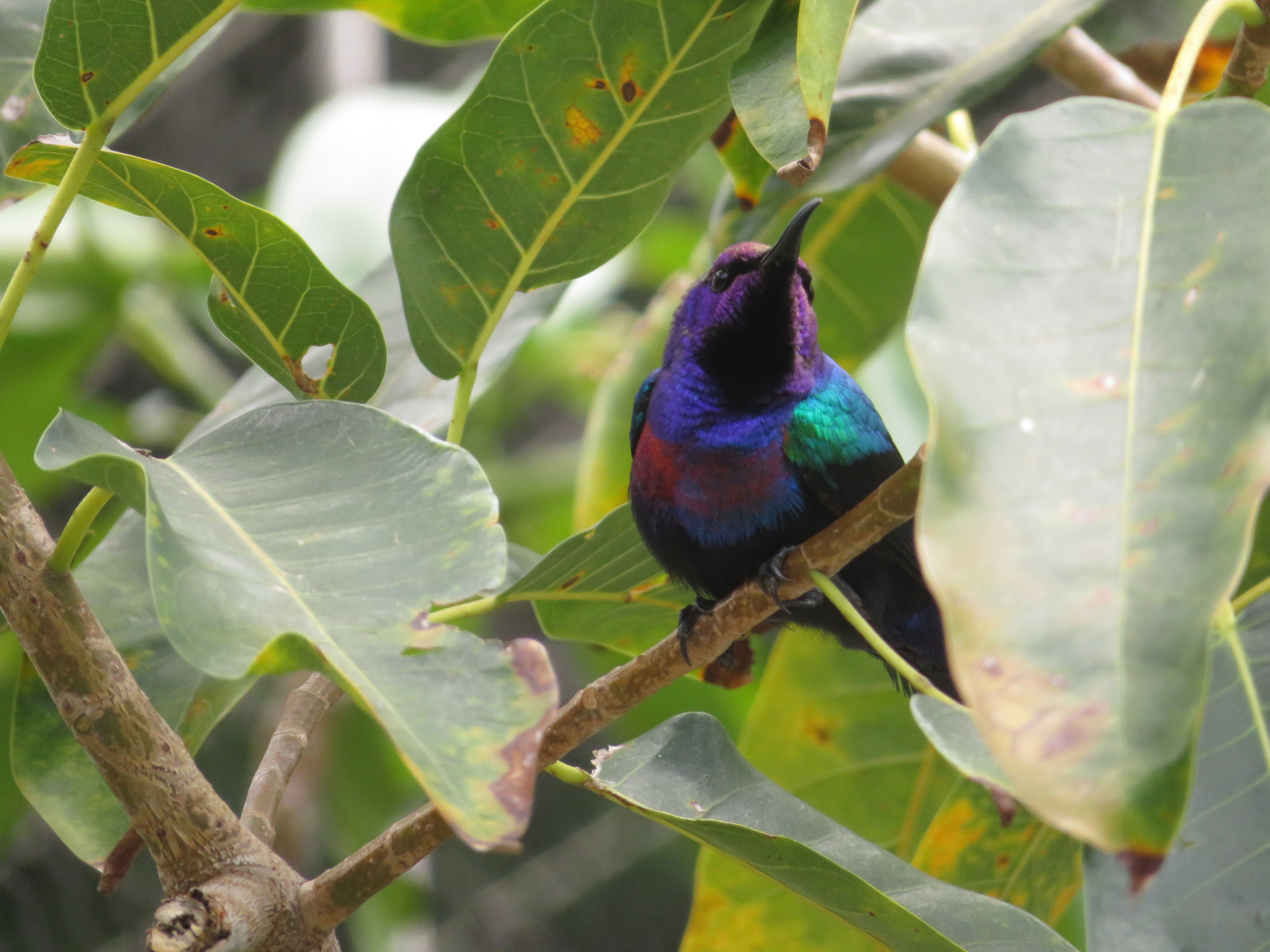 Splendid Sunbird (Male)