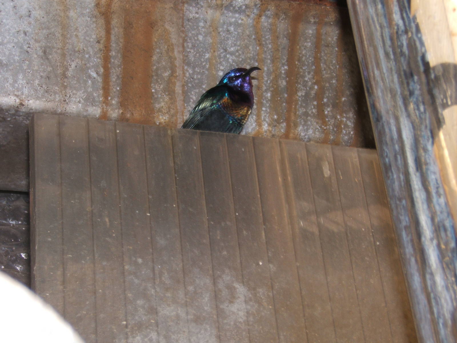 Splendid Sunbird(Nectarinia coccinigaster)