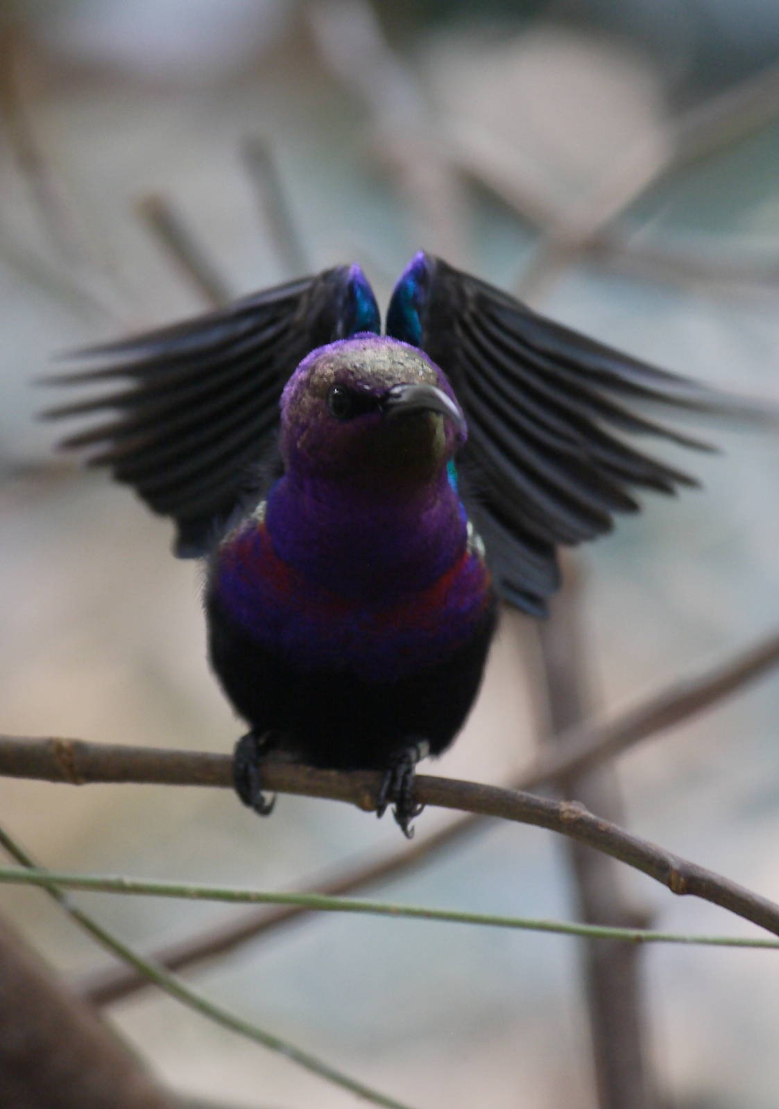 Splendid sunbird