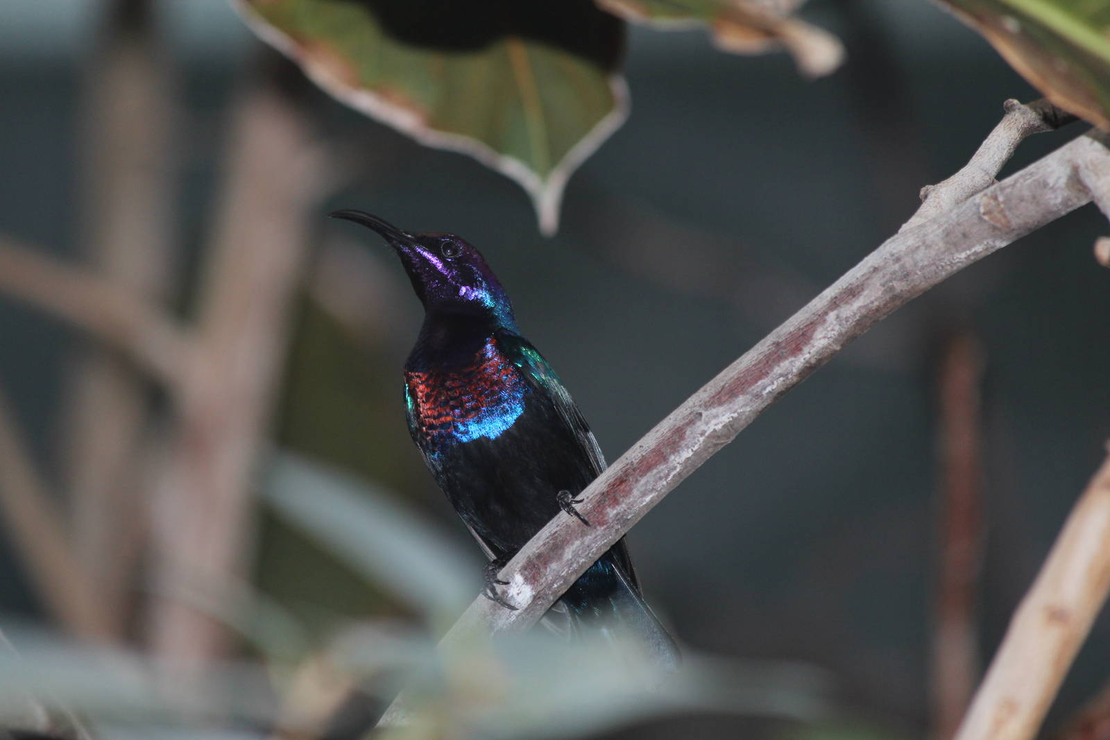 Splendid Sunbird