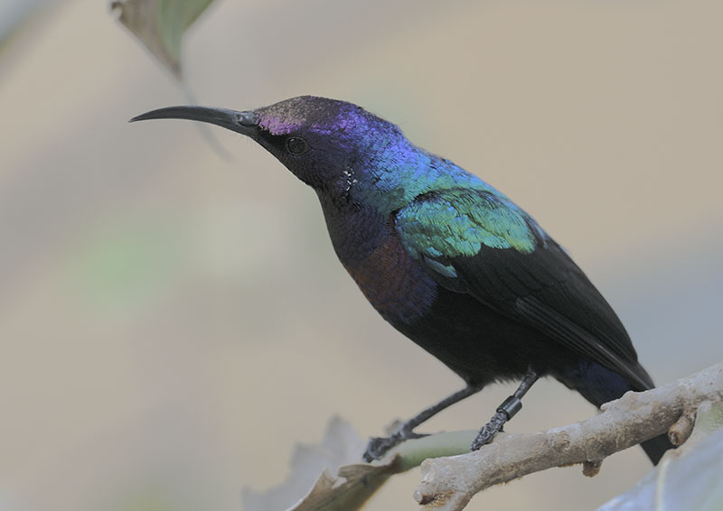 Splendid sunbird