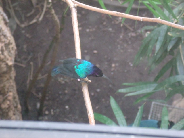 Splendid Sunbird