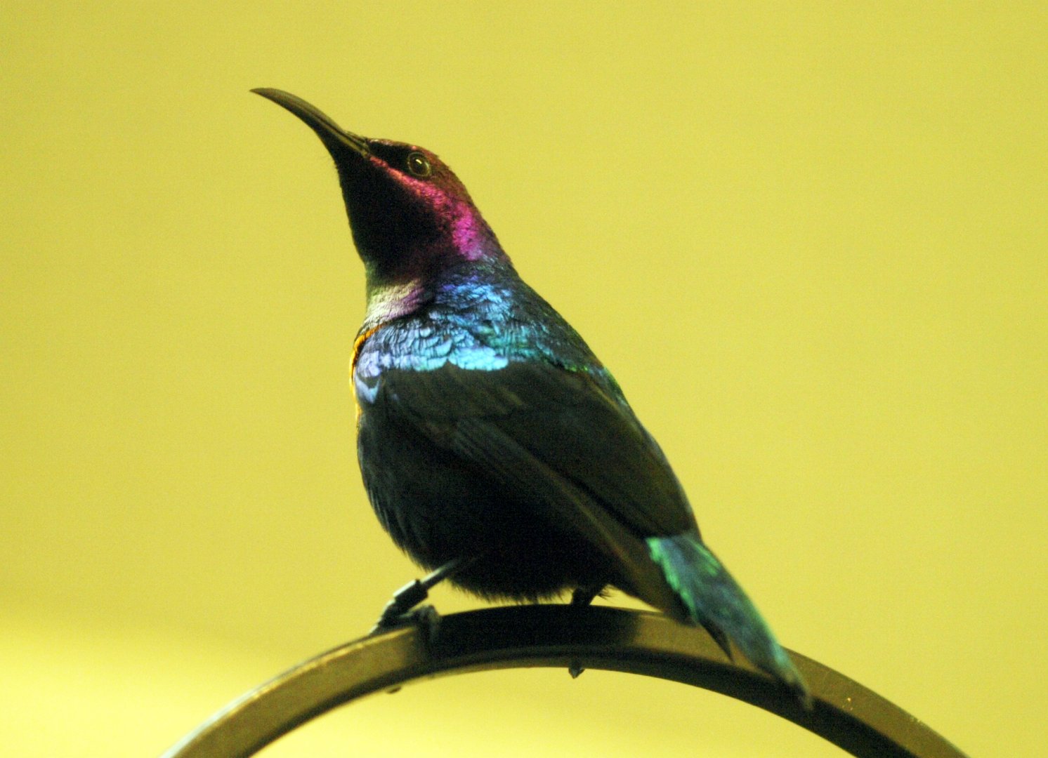 Splendid sunbird