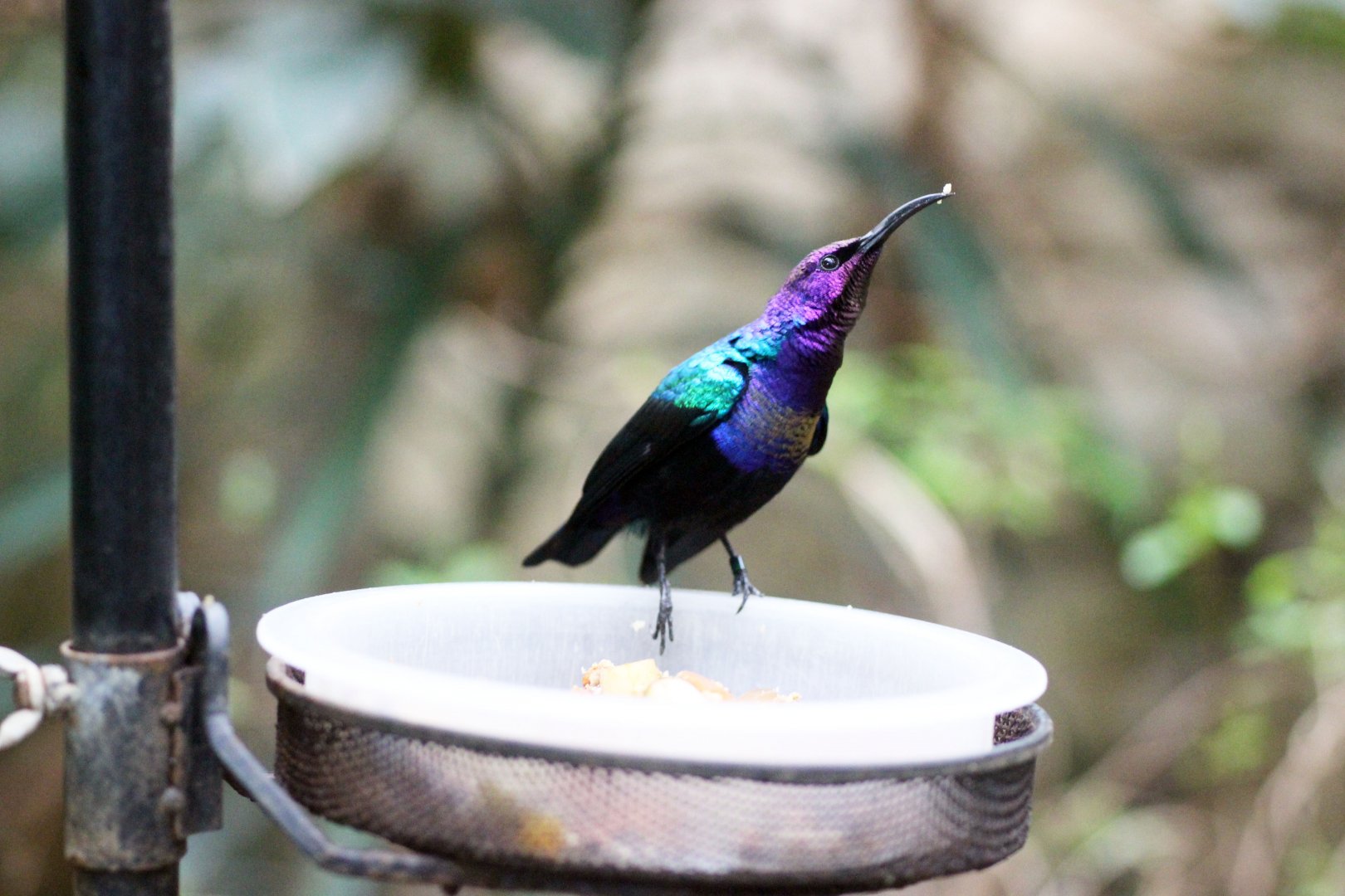Splendid Sunbird
