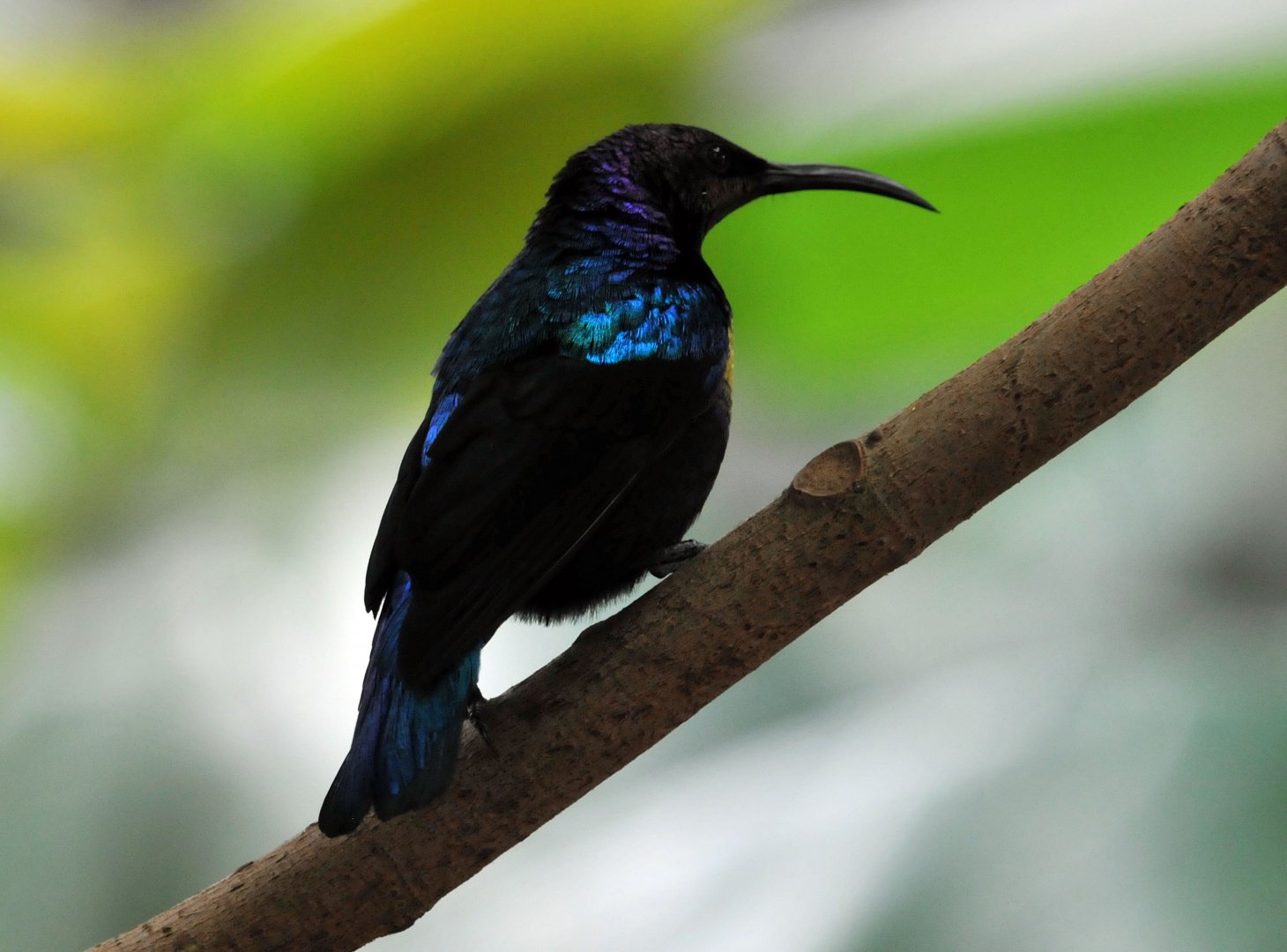 Splendid sunbird