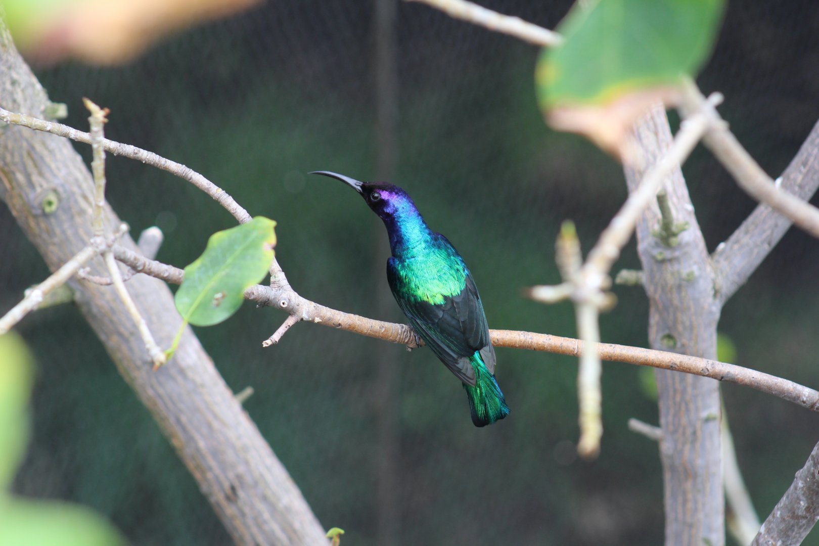 Splendid Sunbird