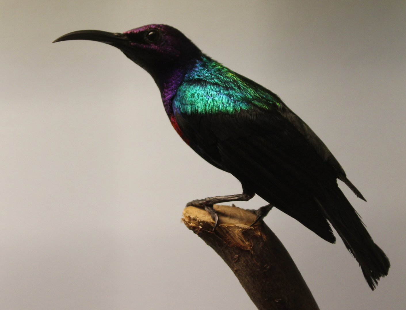 Splendid sunbird