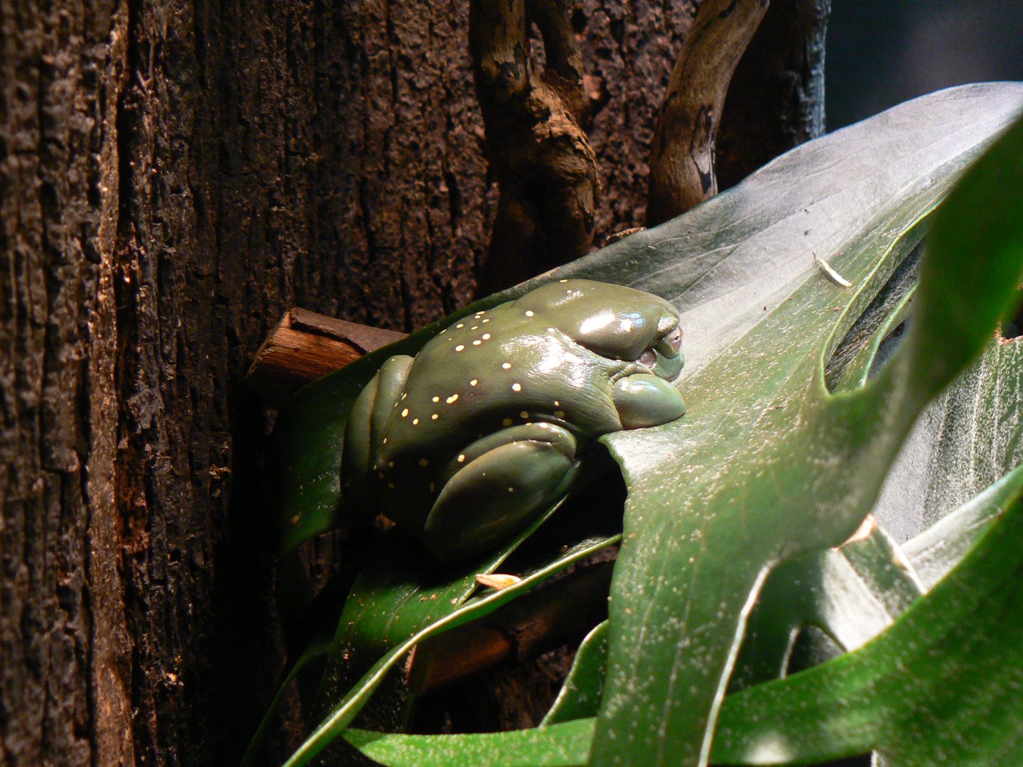 Splendid Tree Frog - 22 June 2019