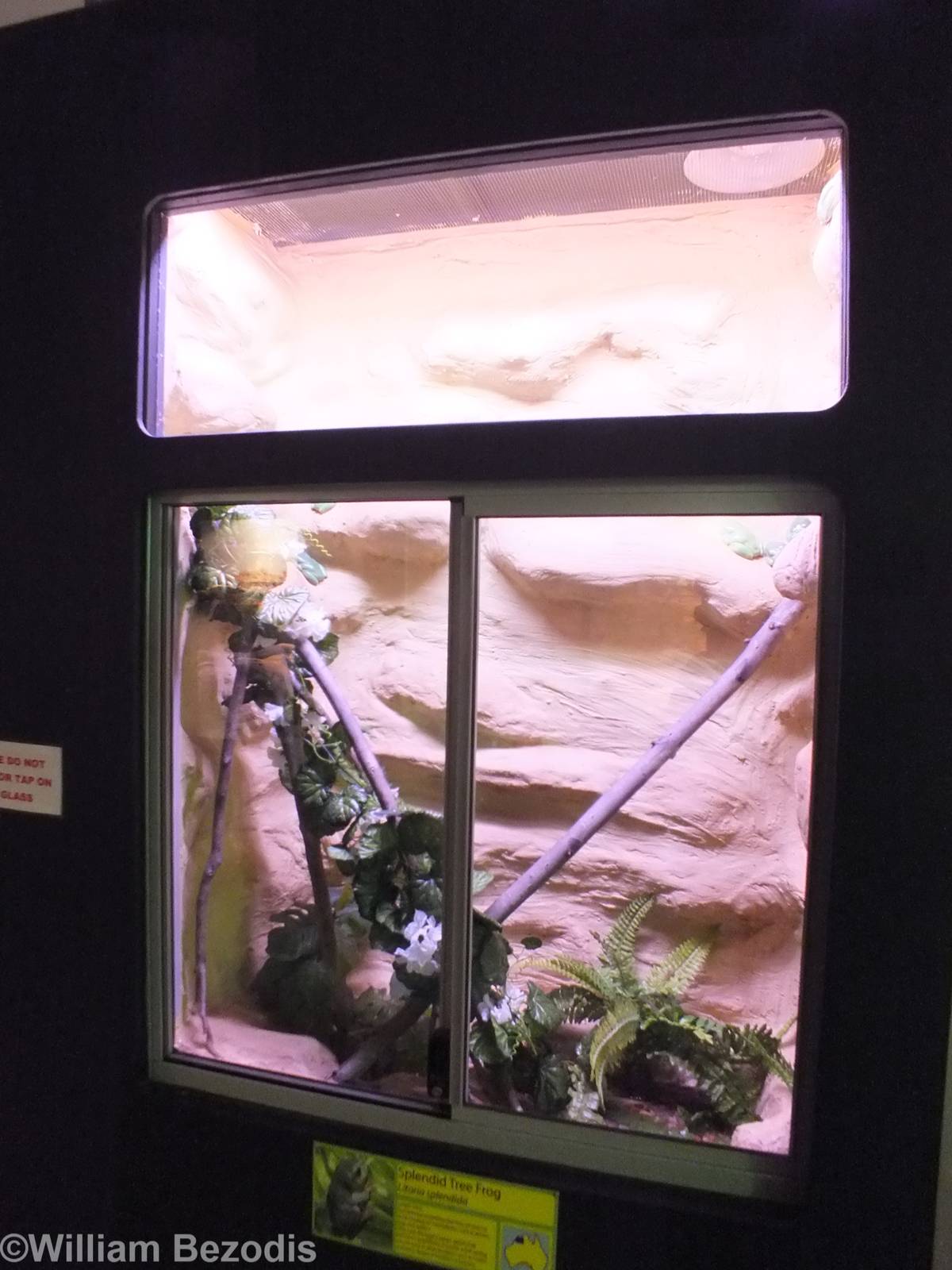 Splendid Tree-frog Enclosure - Caversham Wildlife Park