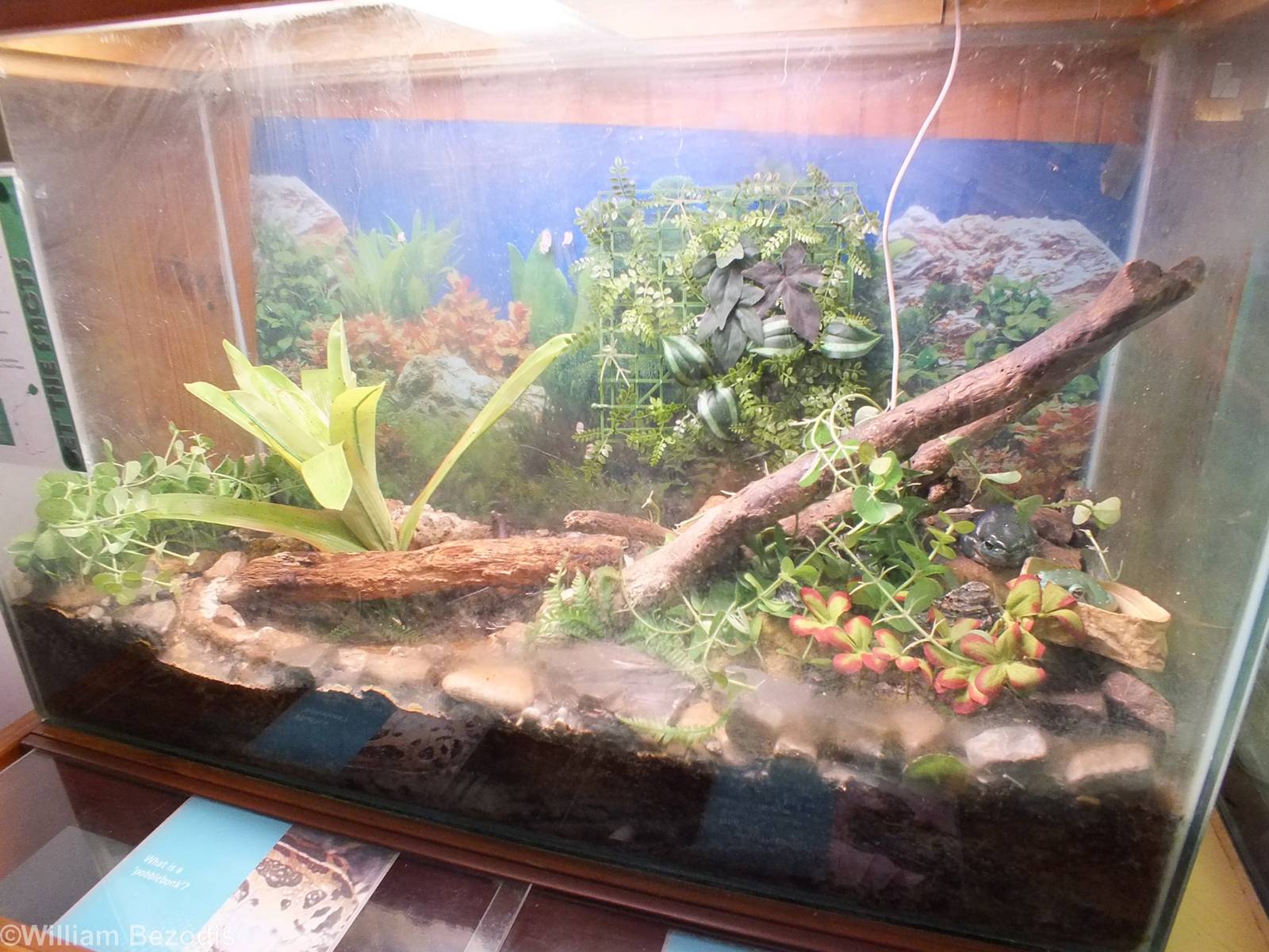 Splendid Tree Frog Enclosure - Herdsman Lake Visitor Centre