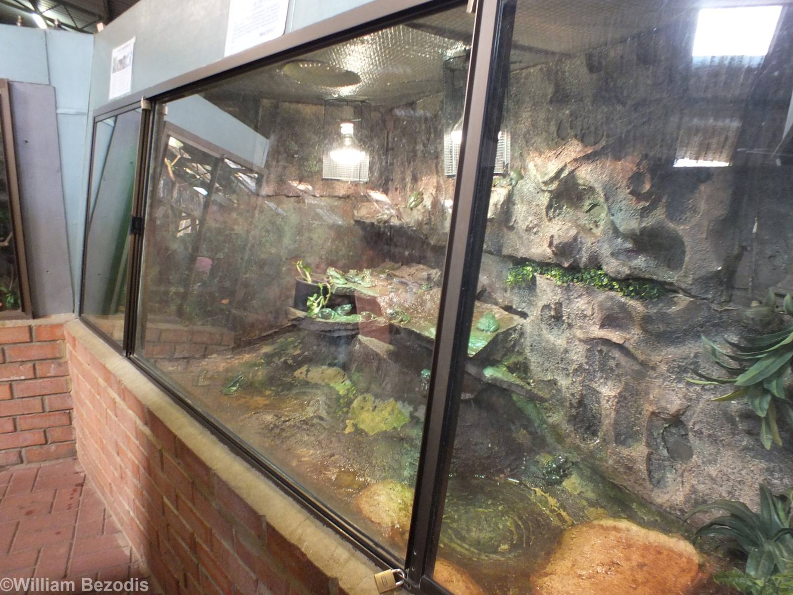 Splendid Tree Frog Enclosure