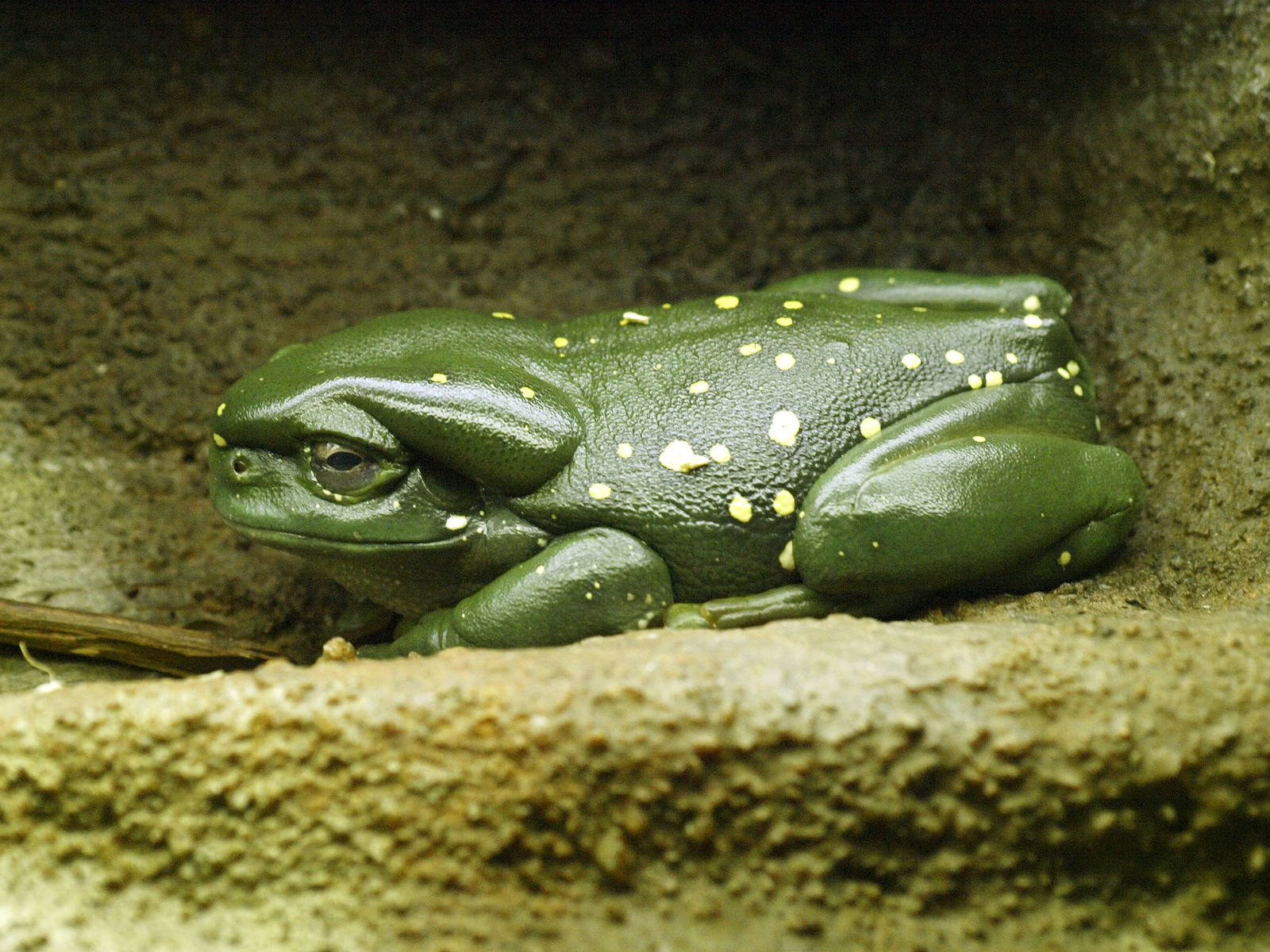 Splendid Tree Frog
