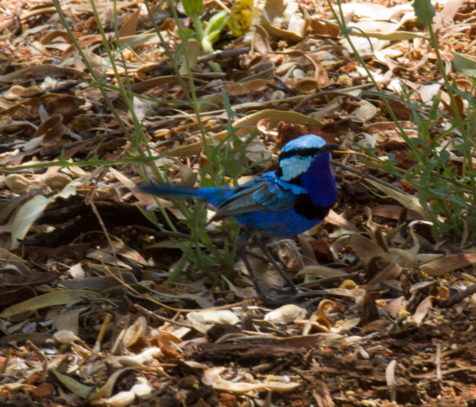 Splendid Wren - wild bird
