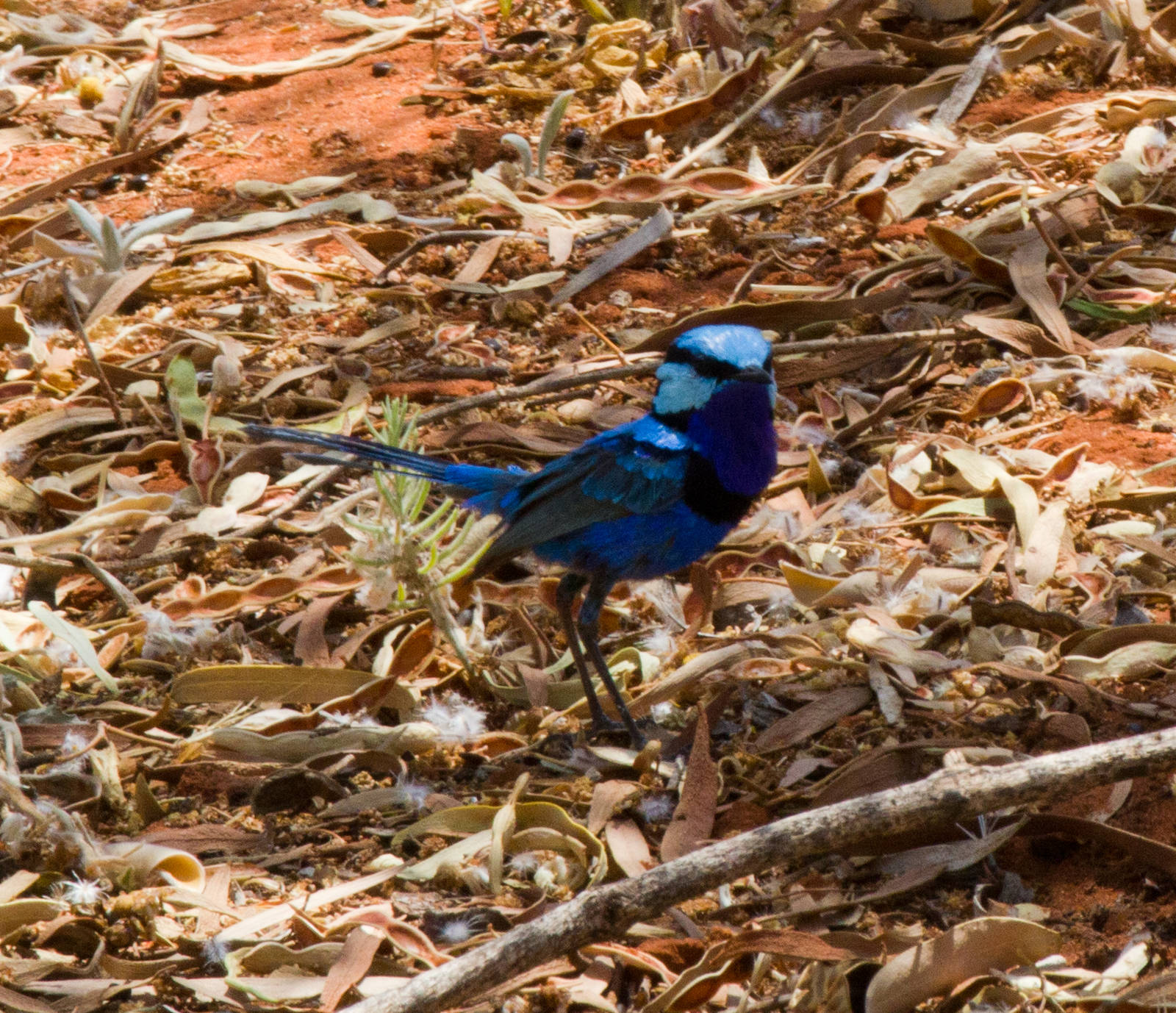 Splendid Wren - wild bird