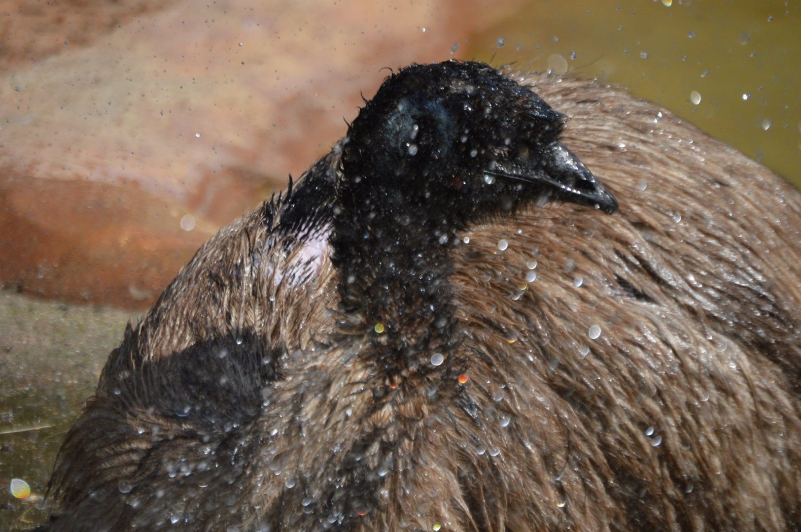 Splish splash Dromaius novaehollandiae