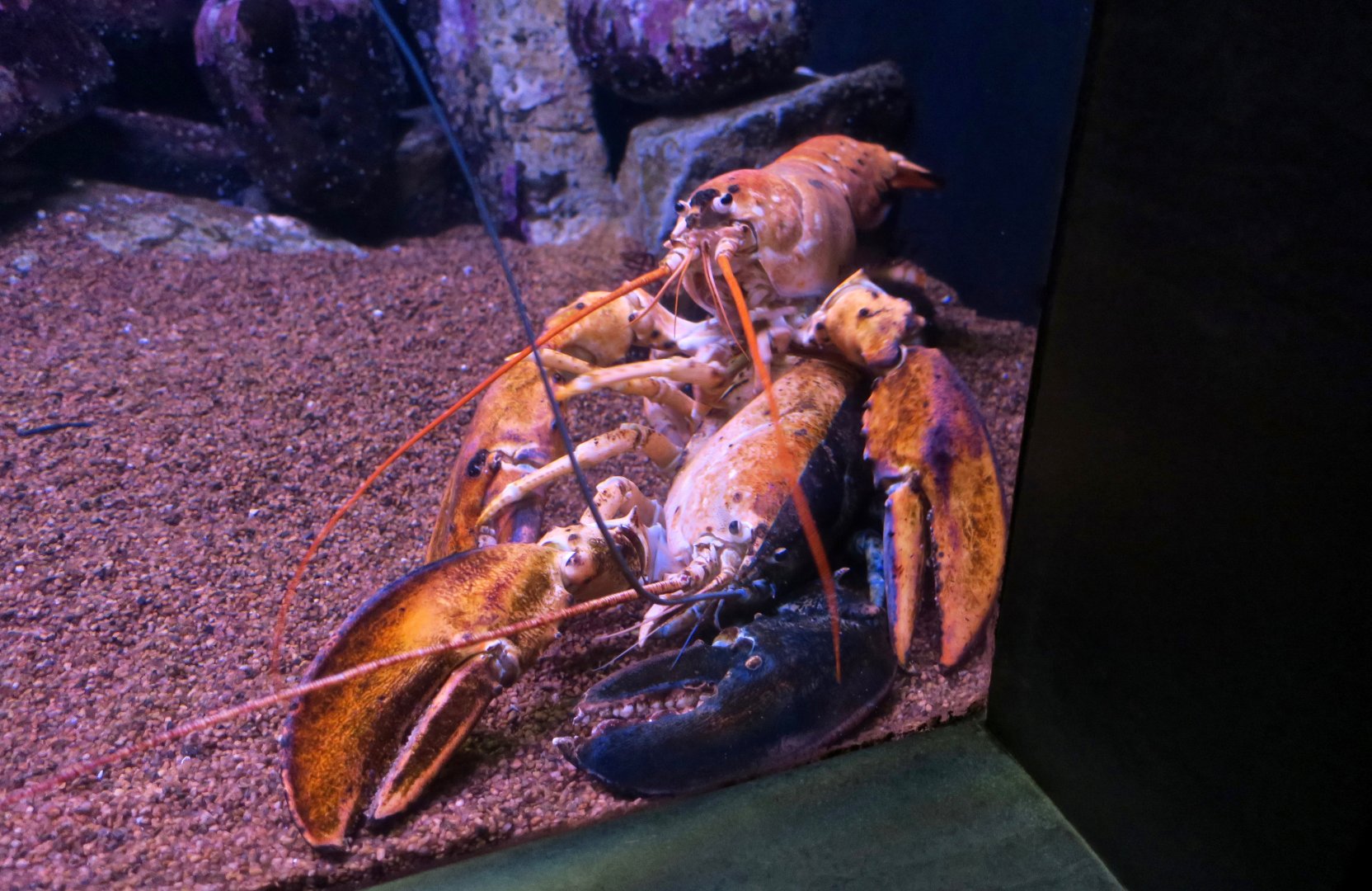 Split and Orange American Lobsters (Homarus americanus)