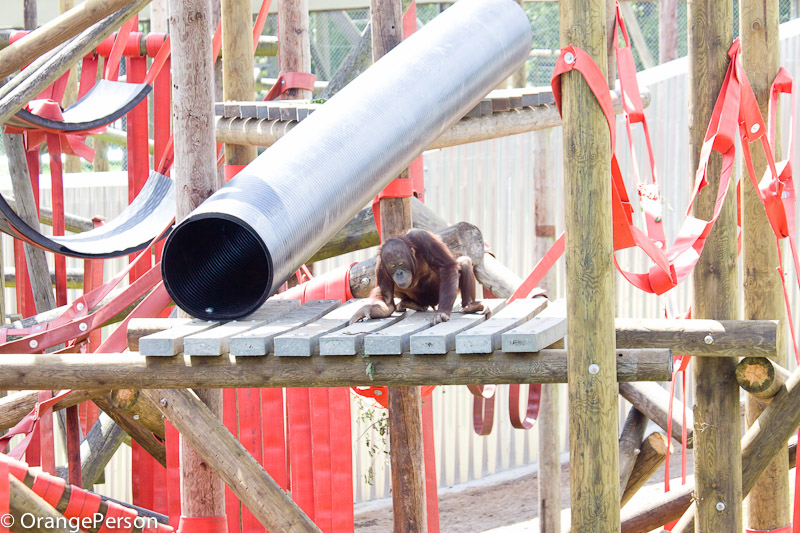 Split orangutan enclosure - enclosure 1 (first one you come to)