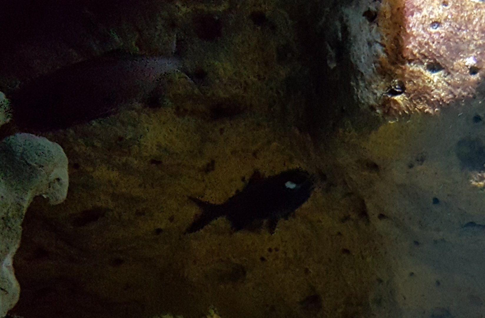 Splitfin flashing fish - Anomalops katoptron