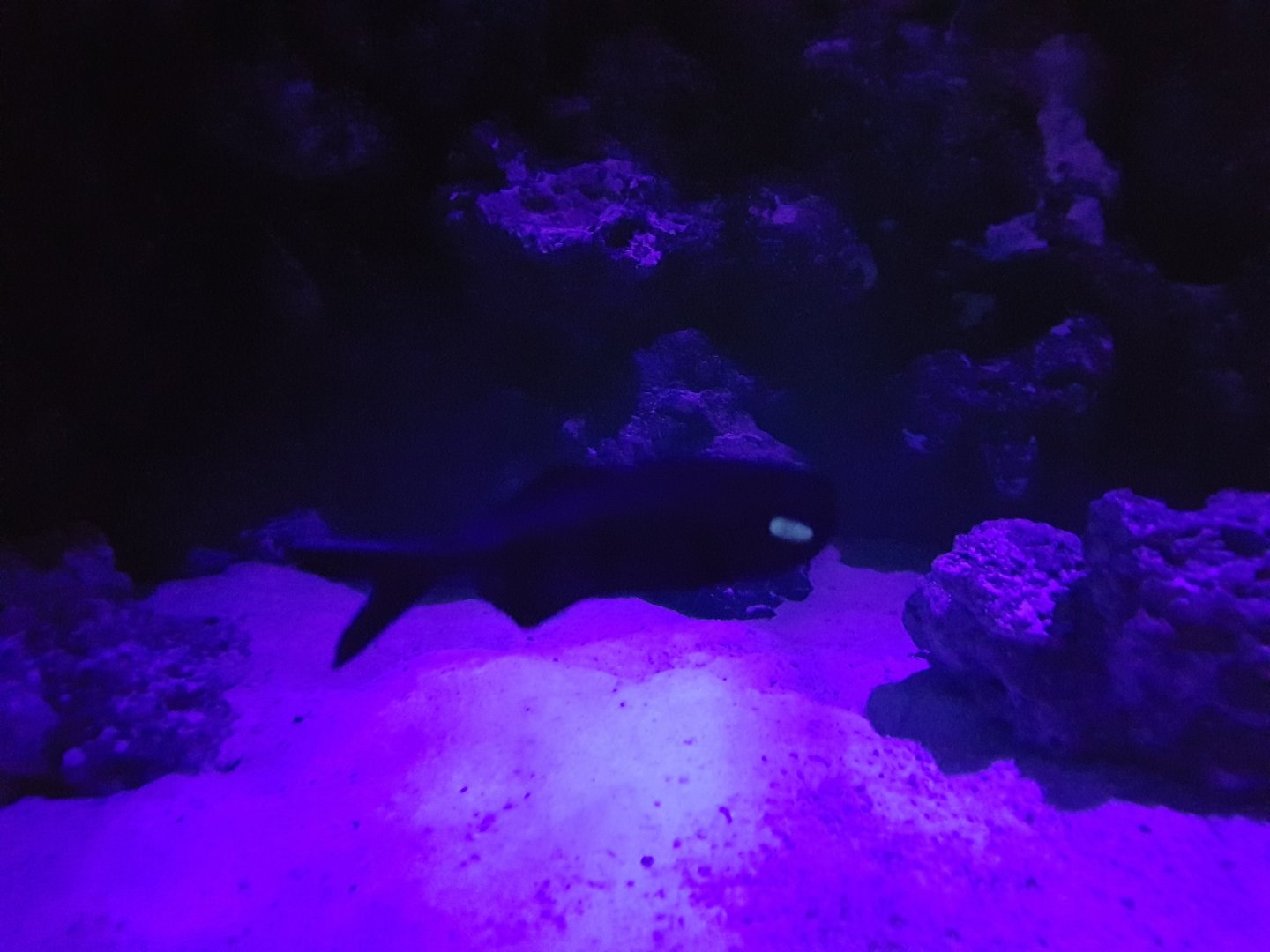 Splitfin flashlight fish