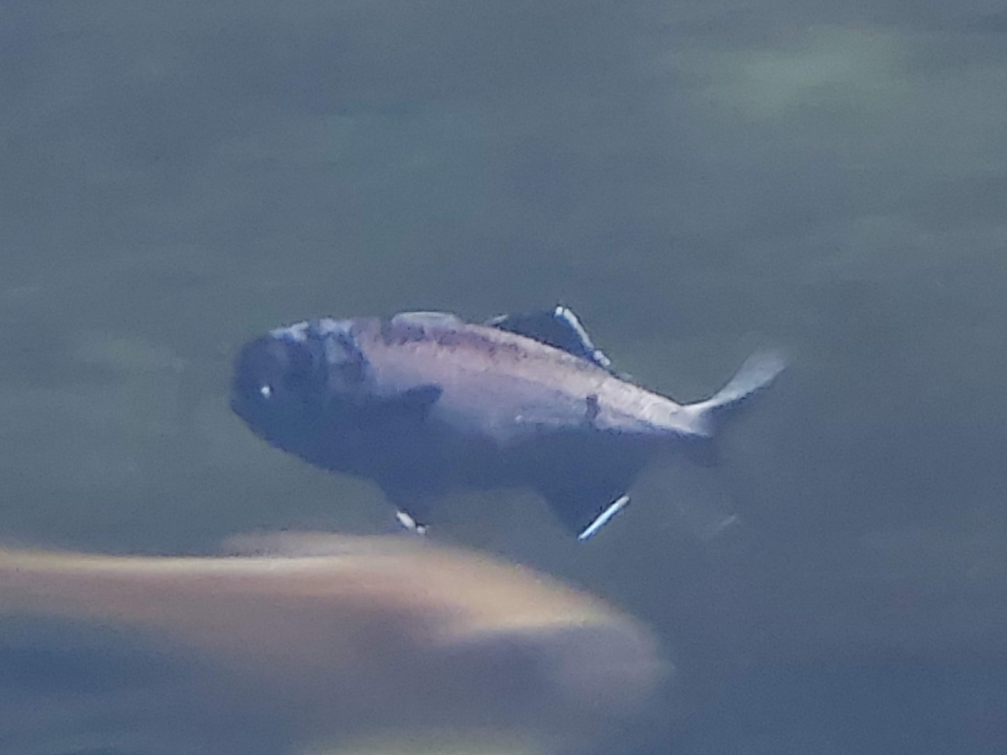 Splitfin Flashlightfish