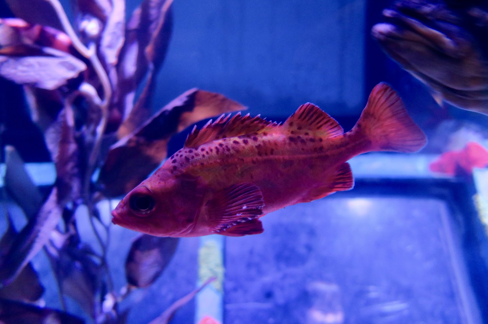 Splitnose Rockfish (Sebastes diploproa)