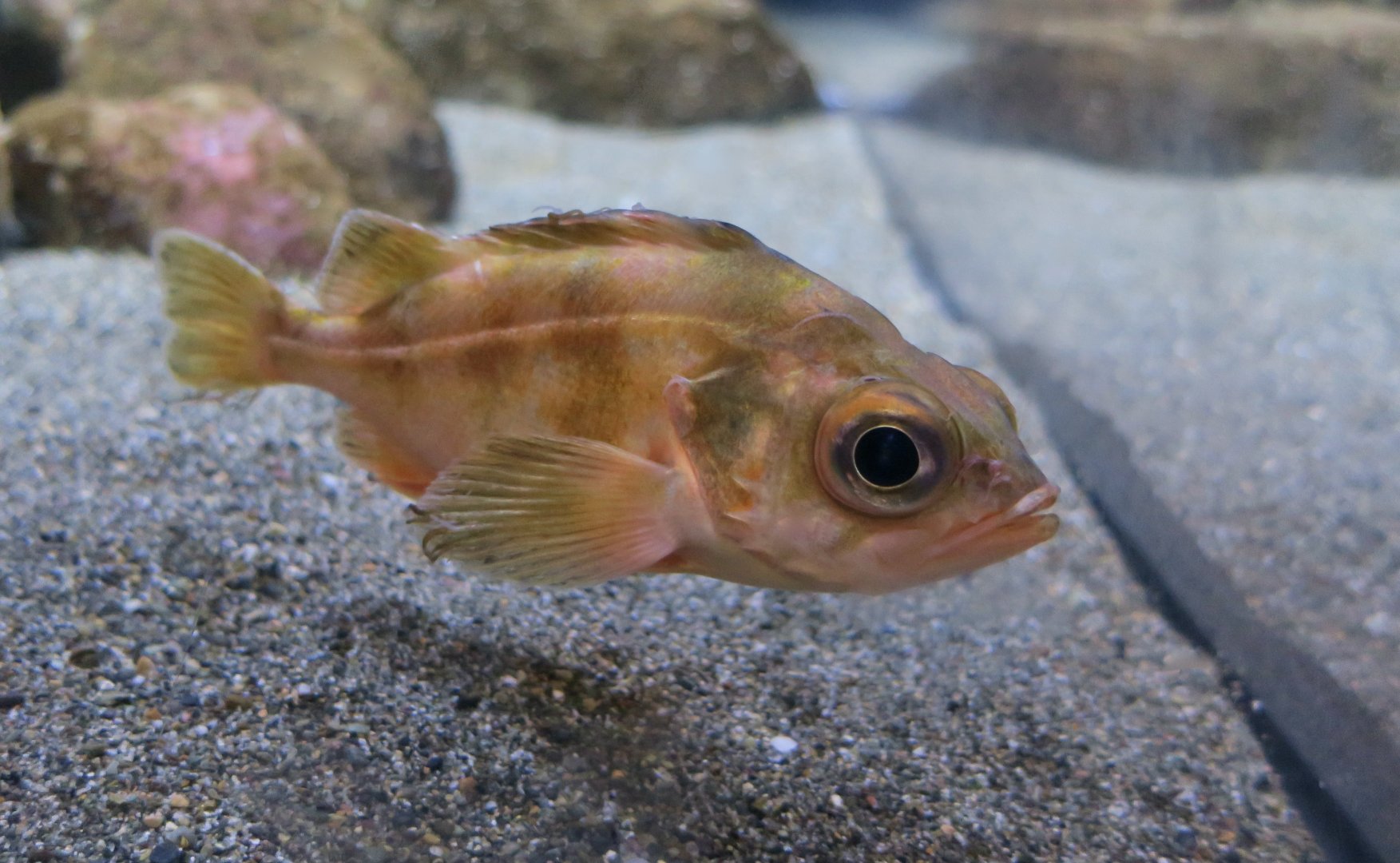 Splitnose Rockfish (Sebastes diploproa)