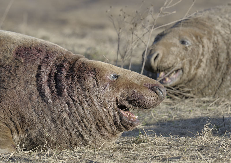 Spoiling for a fight