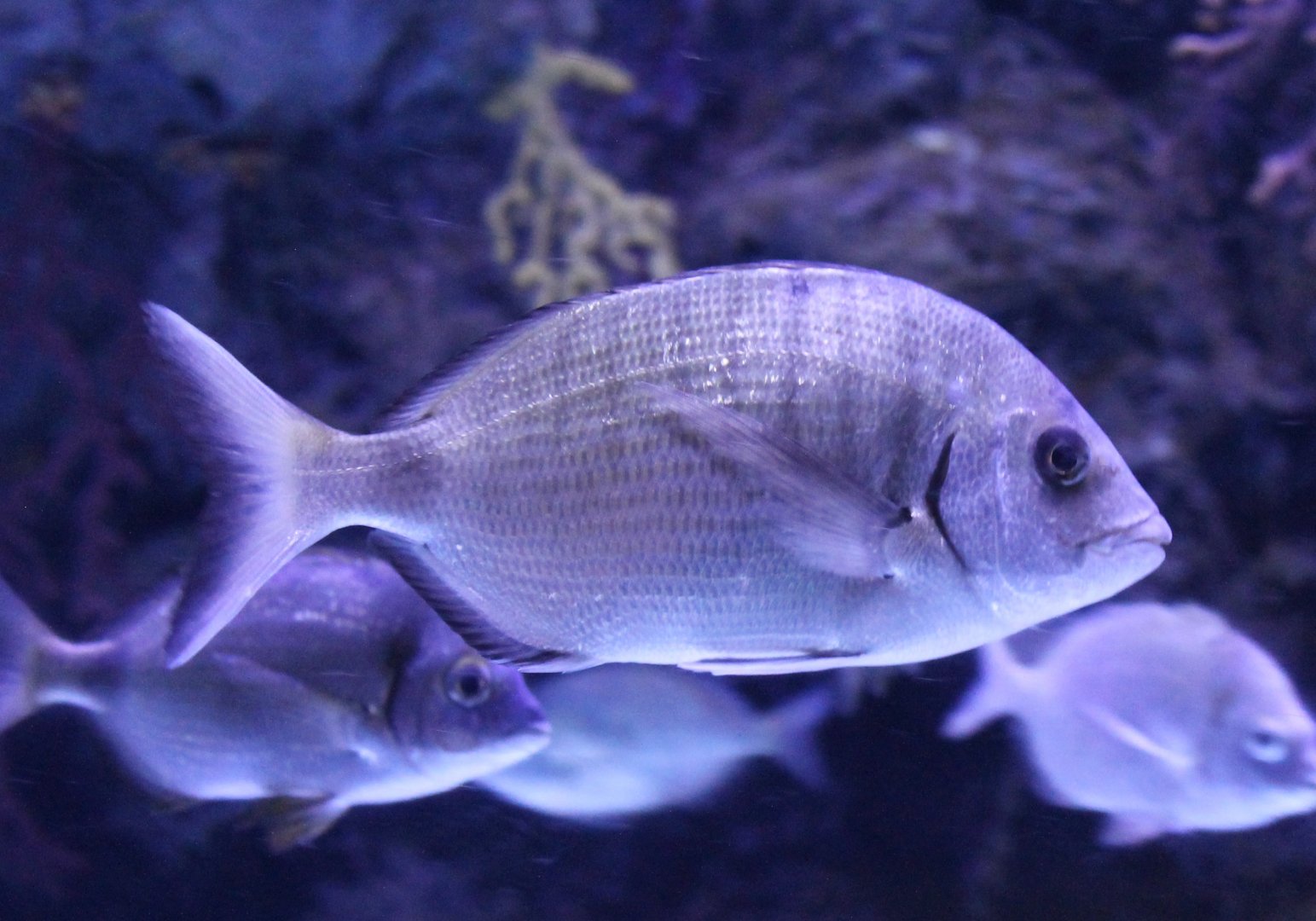 Spondyliosoma cantharus