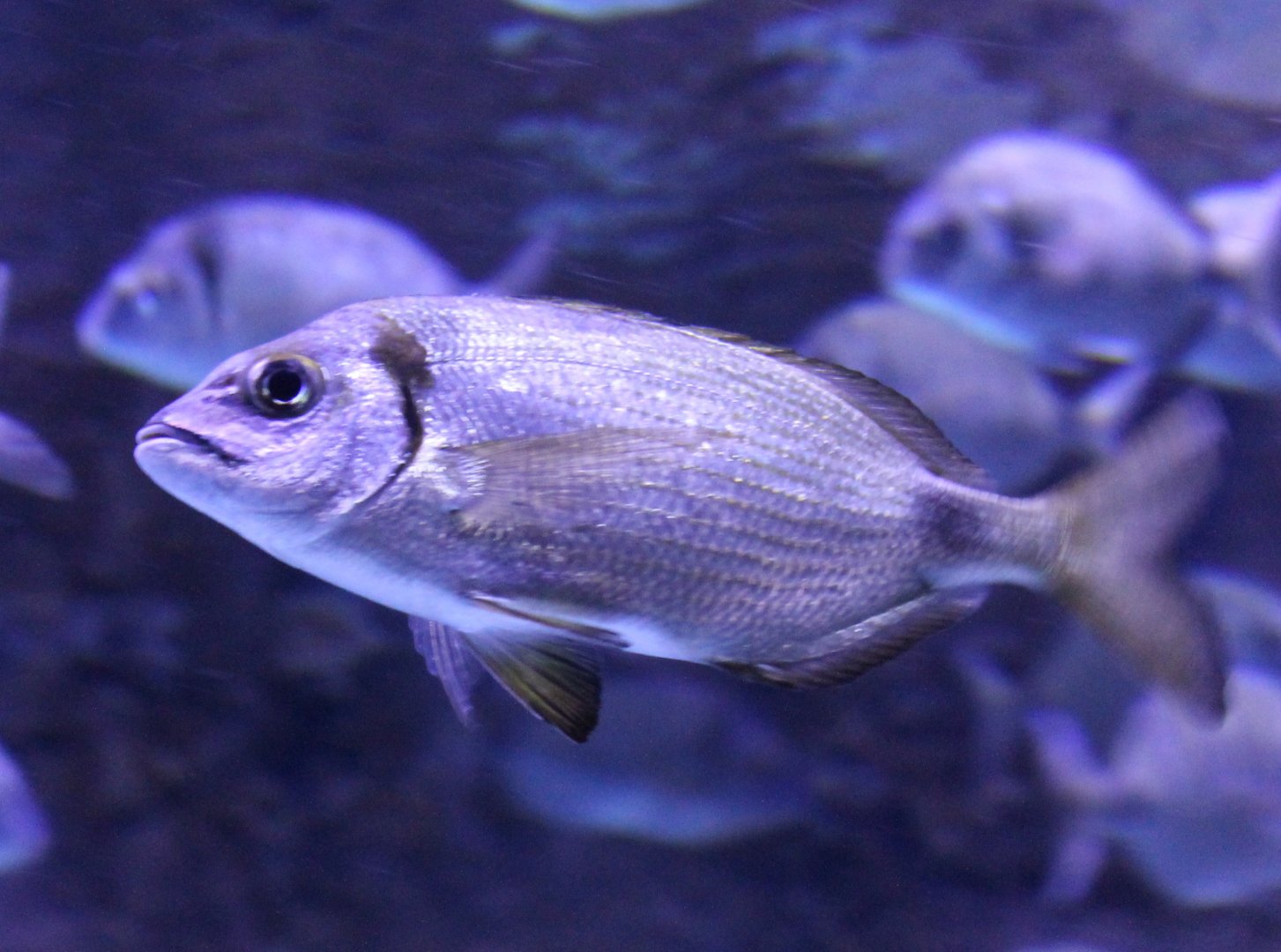 Spondyliosoma cantharus